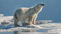 promo_polarbeartrackingpromoimage_web
