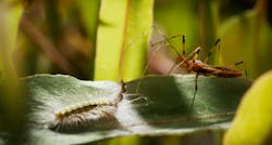 Caterpillar fighting an Assassin Bug